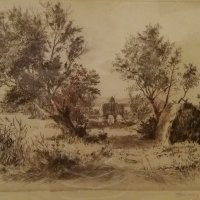 Öreg fűzfa / Old willow tree (1950-es évek)